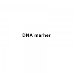 大连宝生物  DL2000 DNA marher