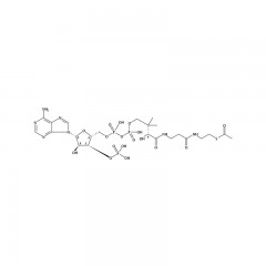 索莱宝 乙酰辅酶A     BC(生化试剂)  1mg      72-89-9